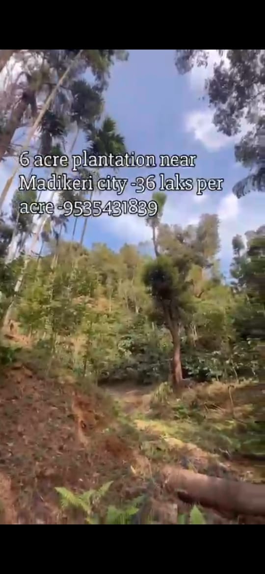 🆔 *property id 5178*  *Premium 6 Acre Coffee Estate for Sale – Near Madikeri City*
